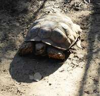 Image of Chilean Tortoise