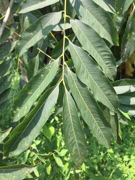 Image of Chinese soapberry