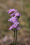 Слика од Primula stricta Hornem.