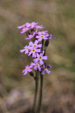 Image of erect primrose