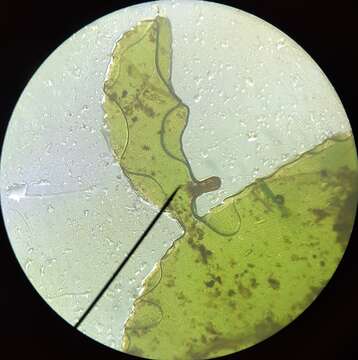 Image of plagiomnium moss