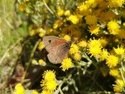 Imagem de Cosmosatyrus leptoneuroides Felder 1867