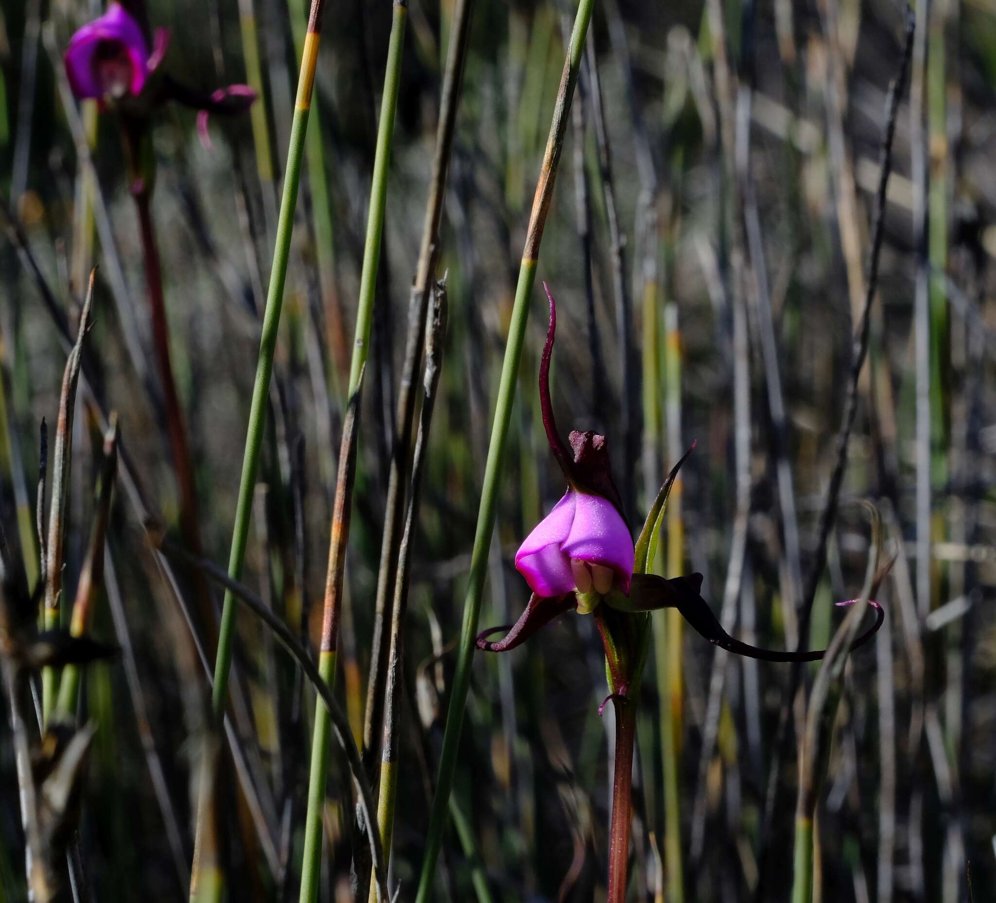 صورة Disperis capensis (L.) Sw.