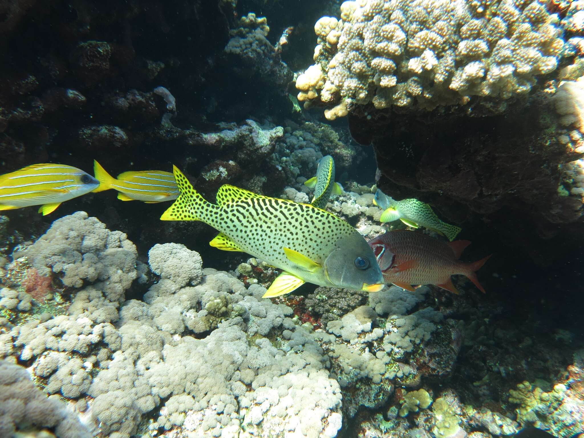 Image of Black-spotted grunt