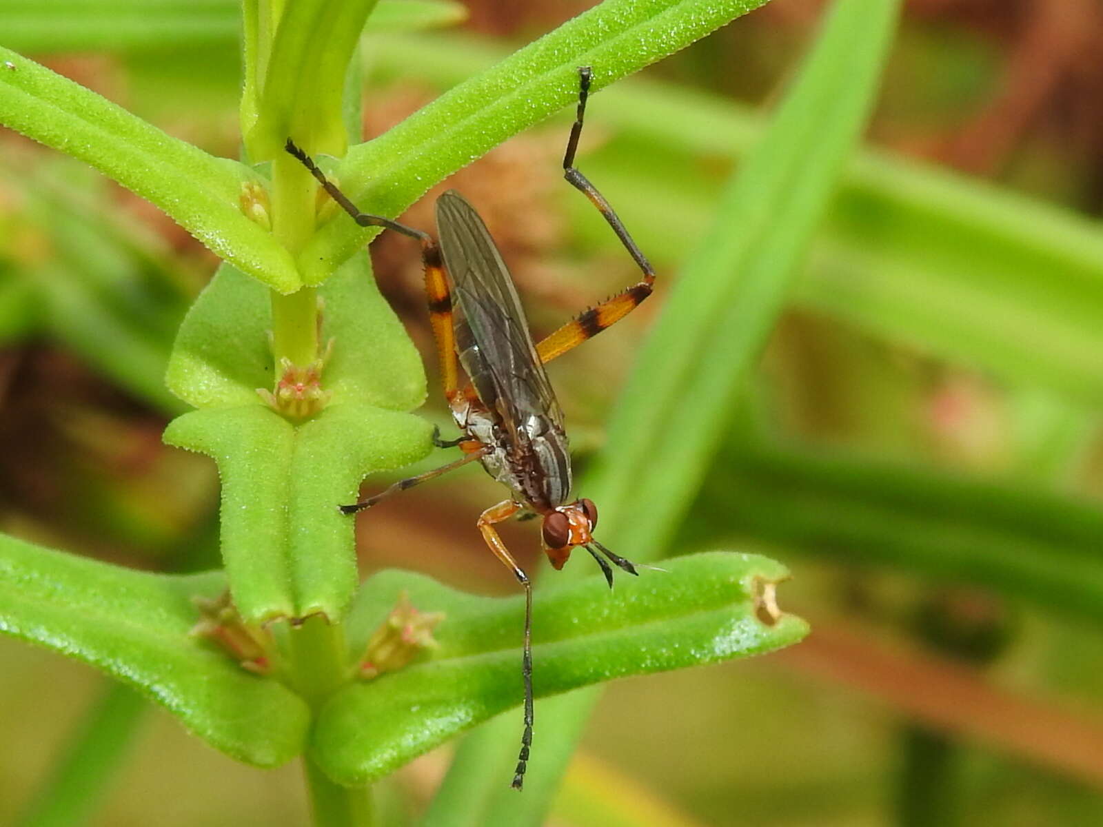 Sepedomerus macropus (Walker 1849) resmi