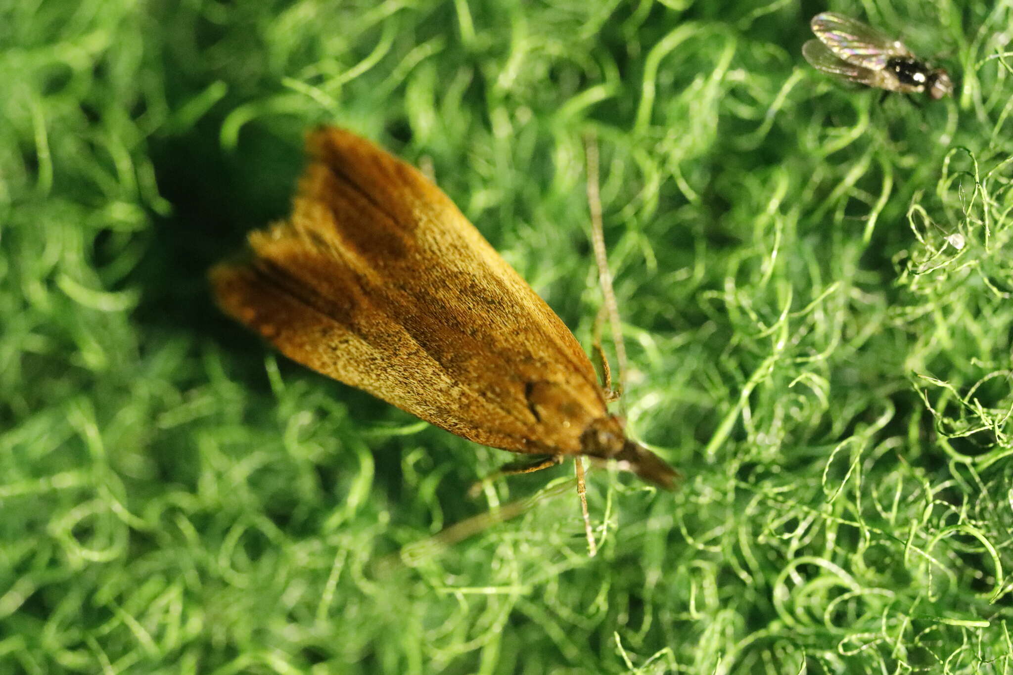 Image of Dichomeris ustalella Fabricius 1794