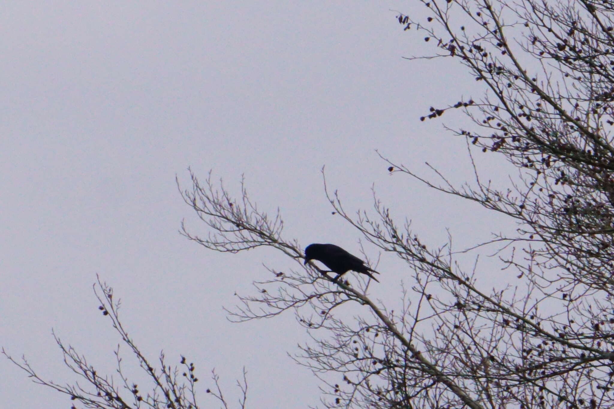 Image of Corvus frugilegus frugilegus Linnaeus 1758