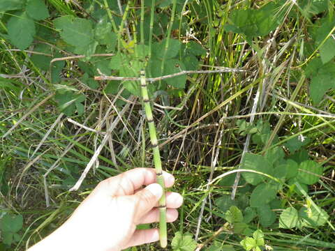 Image of smooth horsetail