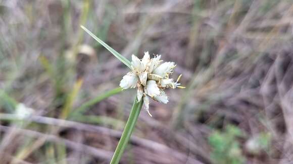 Imagem de Cyperus niveus Retz.