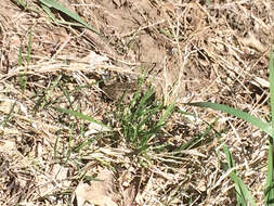 Image of Plains Leopard Frog