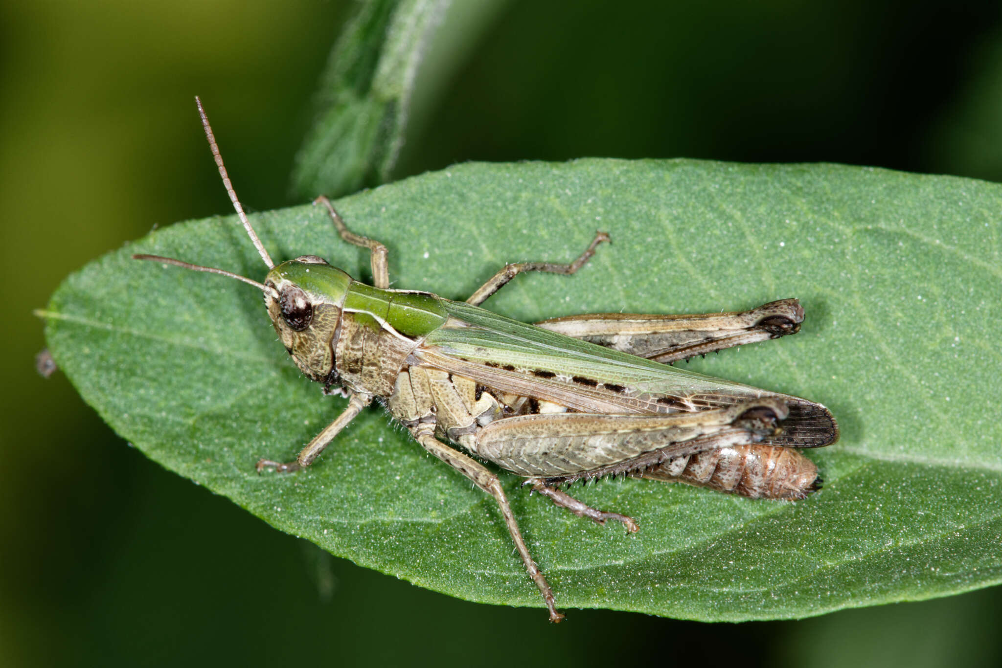 Image of woodland grasshopper