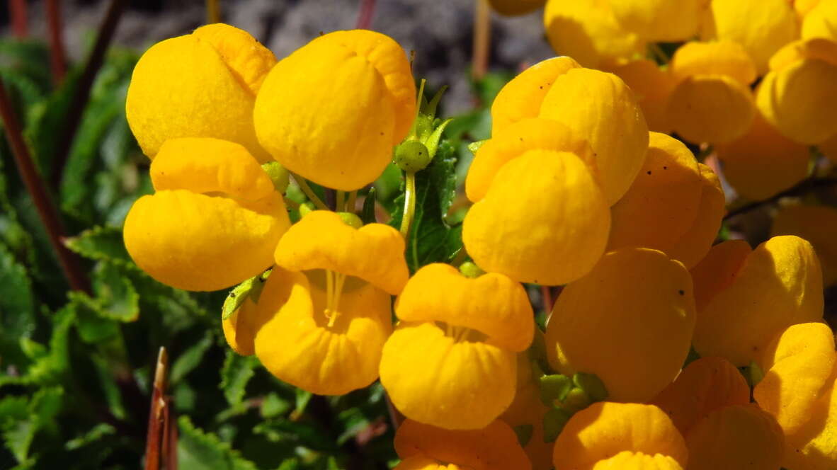 Image of Calceolaria cavanillesii Phil.