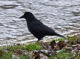 Imagem de Corvus corone corone Linnaeus 1758