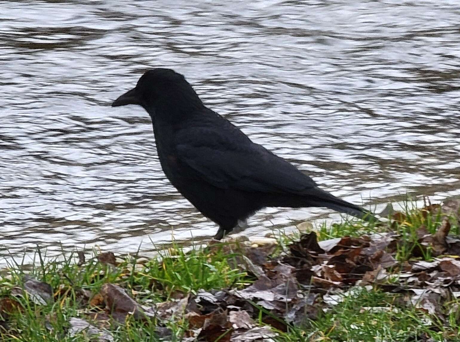 Image of Corvus corone corone Linnaeus 1758