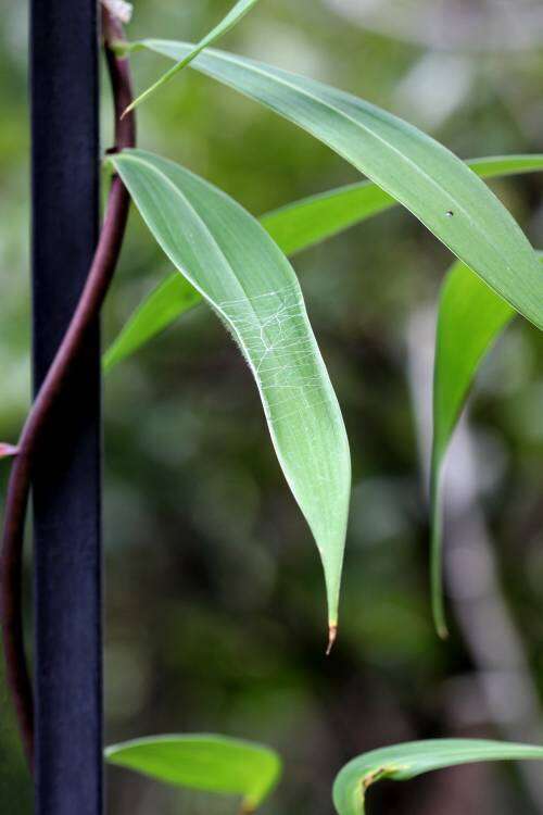 Image of Bomarea edulis (Tussac) Herb.