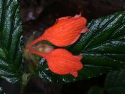 Слика од Begonia tetrandra Irmsch.