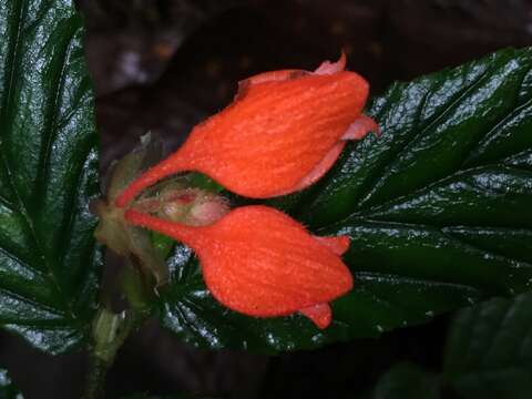 Image of Begonia tetrandra Irmsch.