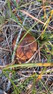 Image of Tylopilus peralbidus (Snell & Beardslee) Murrill 1938