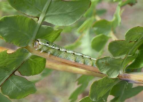 Image of Cutworm