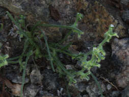 Image of chuckwalla combseed