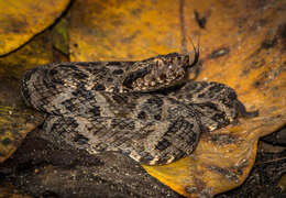 Imagem de Bothrops leucurus Wagler 1824