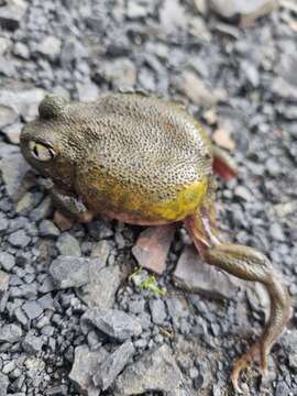 Image of Painted Burrowing Frog