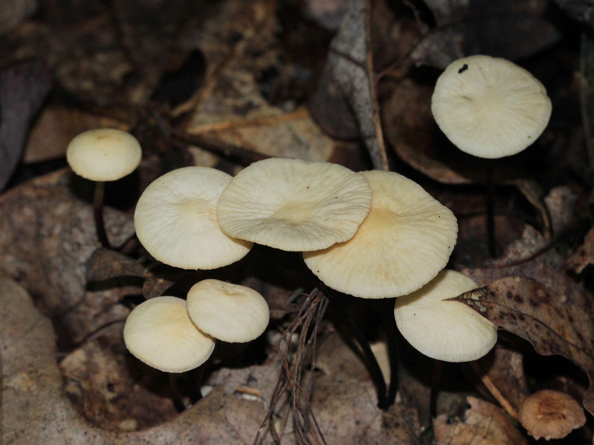 Imagem de Marasmius delectans Morgan 1905