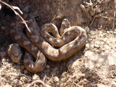 Image of Burton's Carpet Viper