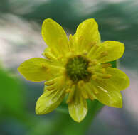 Слика од Ranunculus cardiophyllus Hook.