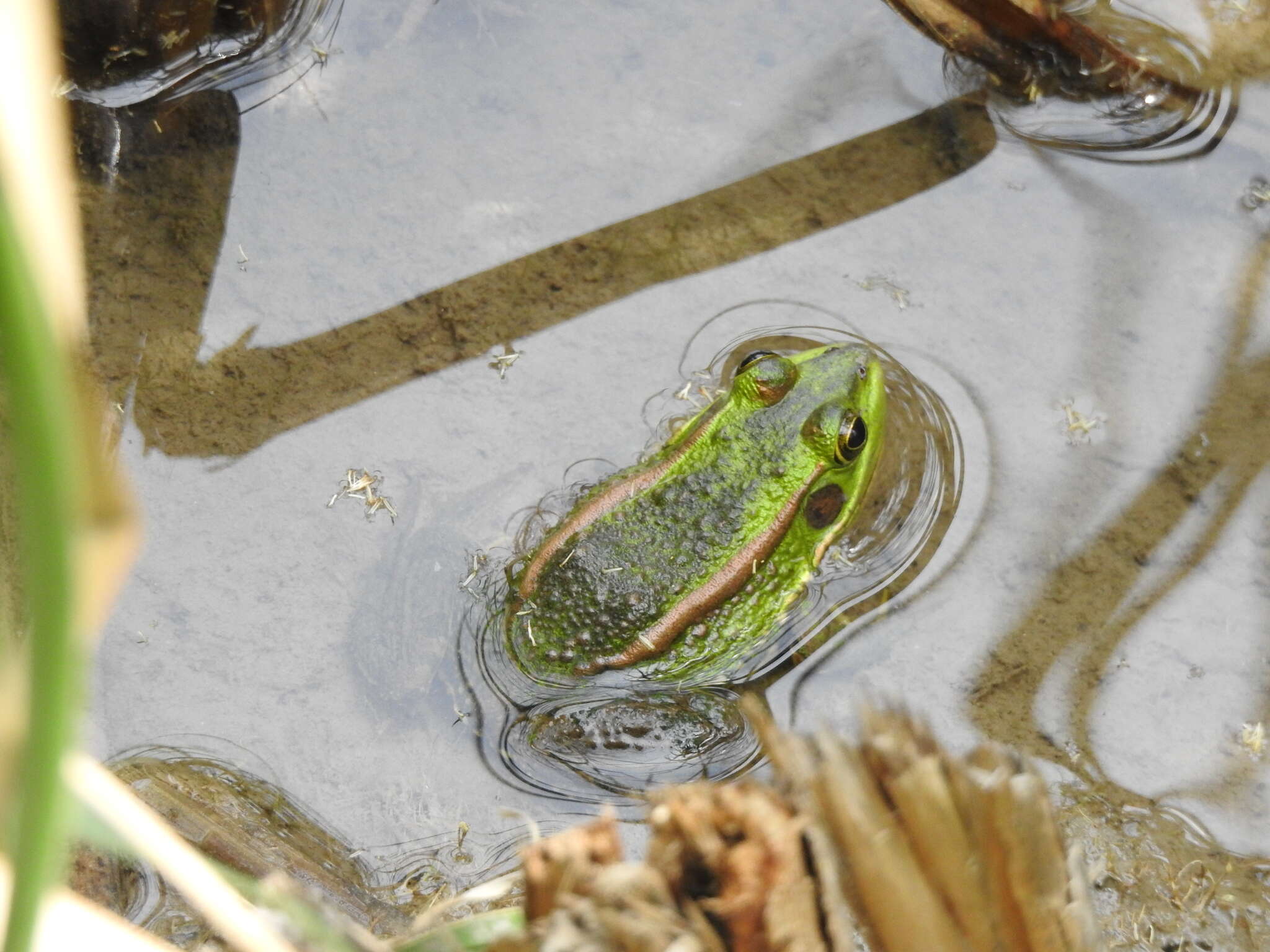 Image of Beijing Gold-striped Pond Frog