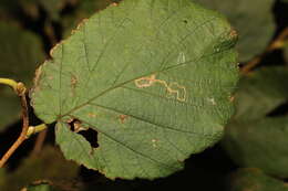 Imagem de Stigmella microtheriella (Stainton 1854) Fletcher et al. 1945