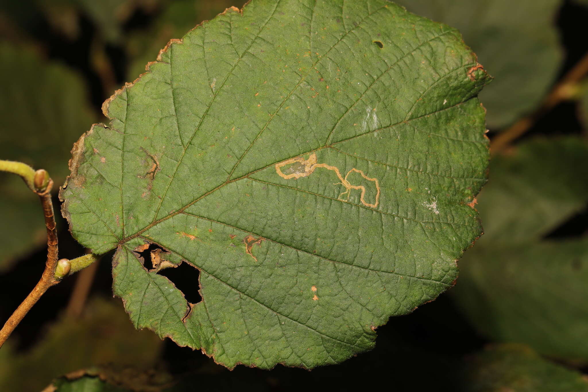 Image of Stigmella microtheriella (Stainton 1854) Fletcher et al. 1945