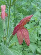 Image of monkeyflower savory