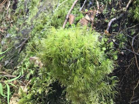 Image of dicranum moss