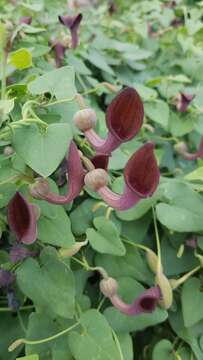 Image of Andalusian Dutchman's Pipe