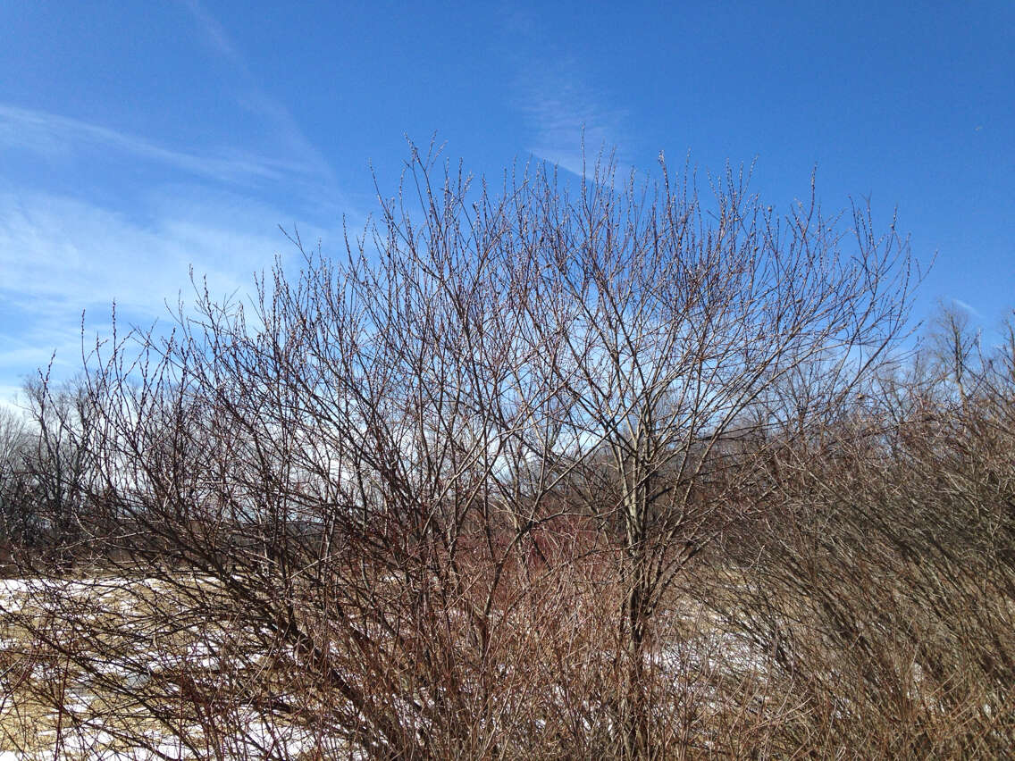 Plancia ëd Salix discolor Muhl.