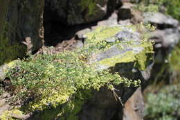 Image of Galium coriaceum Bunge