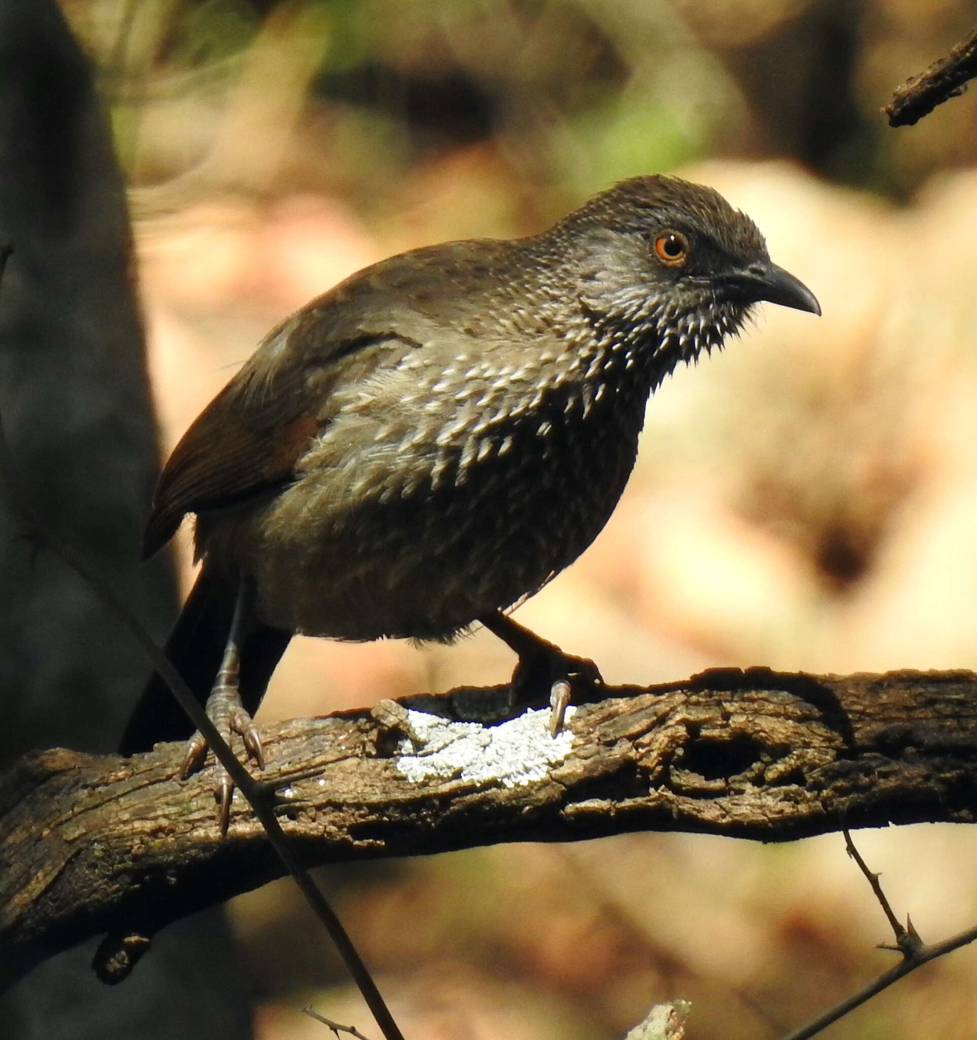 Image of Turdoides jardineii jardineii (Smith & A 1836)