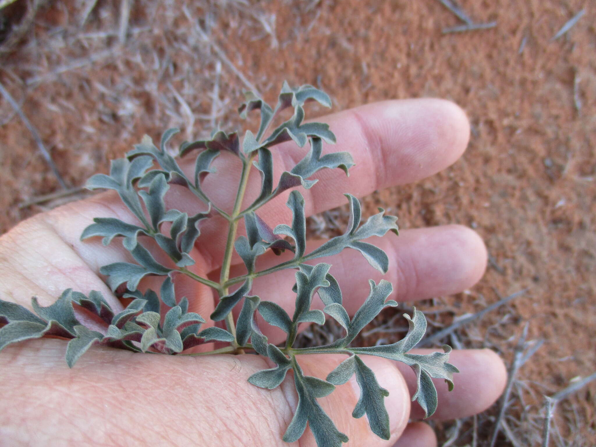 Image of Pelargonium leipoldtii Knuth.