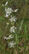 Image de Silphium albiflorum A. Gray