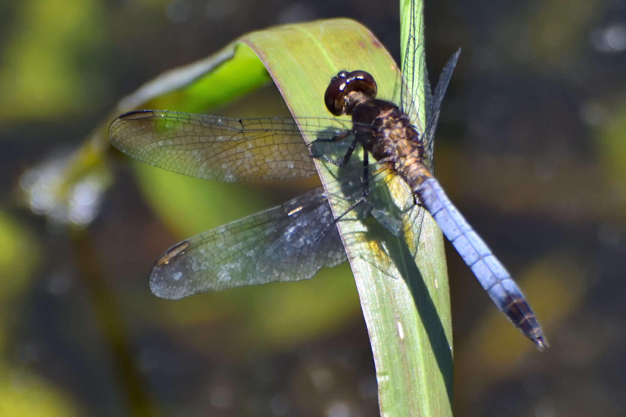 Sivun Erythrodiplax basifusca (Calvert 1895) kuva