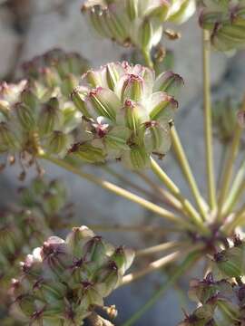 Image of Thapsia scabra (Cav.) Simonsen, Rønsted, Weitzel & Spalik