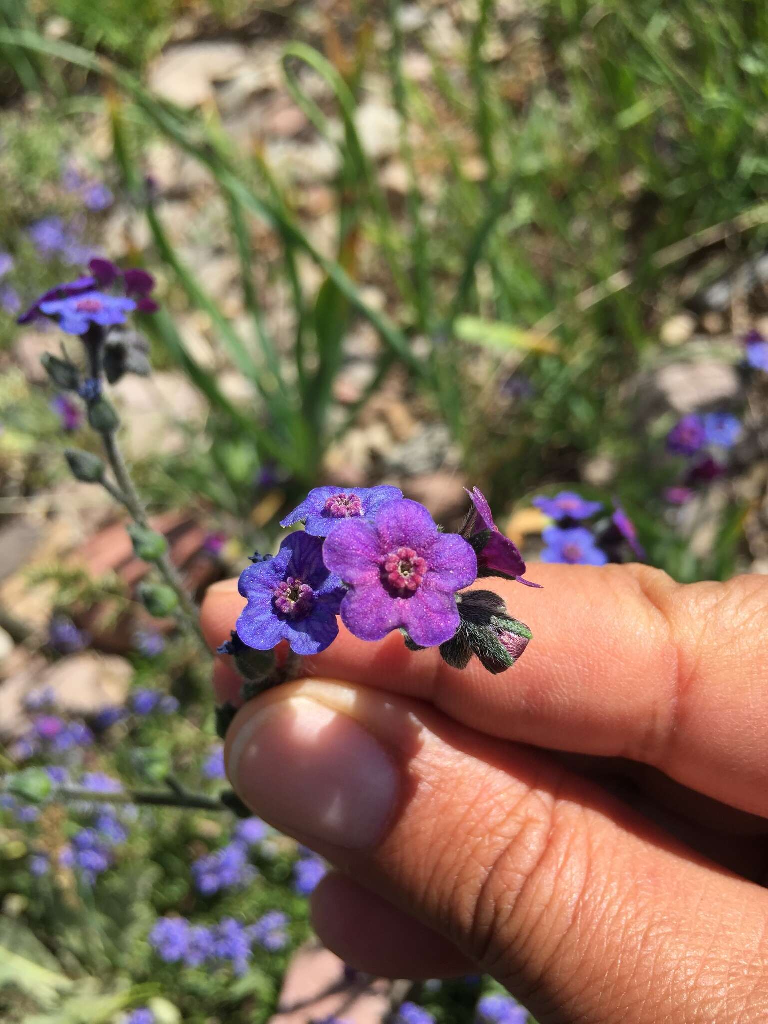 Plancia ëd Cynoglossum cristatum subsp. cristatum