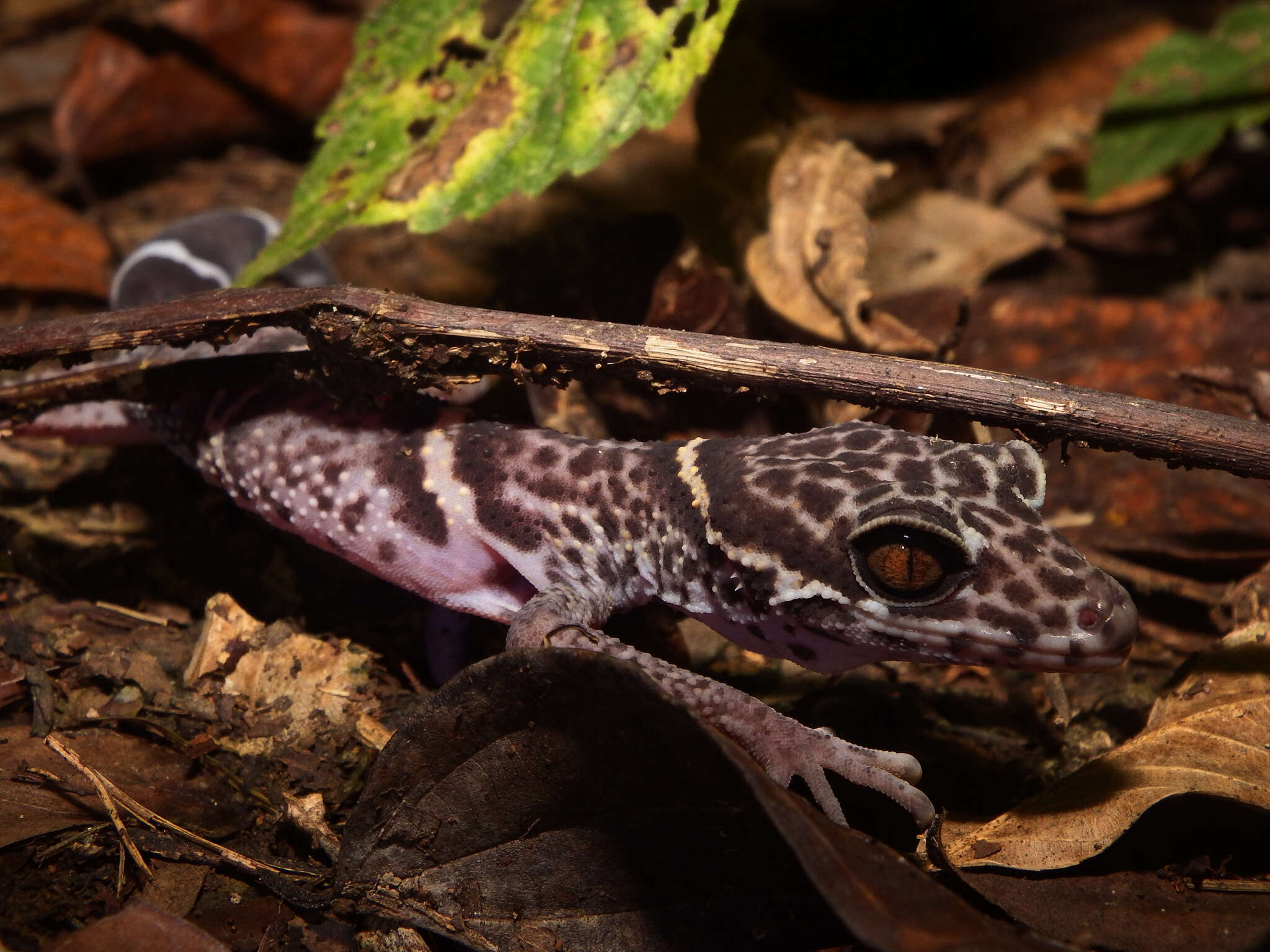 Image of Chinese Cave Gecko