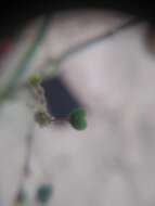 Sivun Euphorbia guatemalensis Standl. & Steyerm. kuva