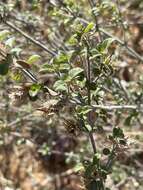 صورة Barleria saxatilis Oberm.