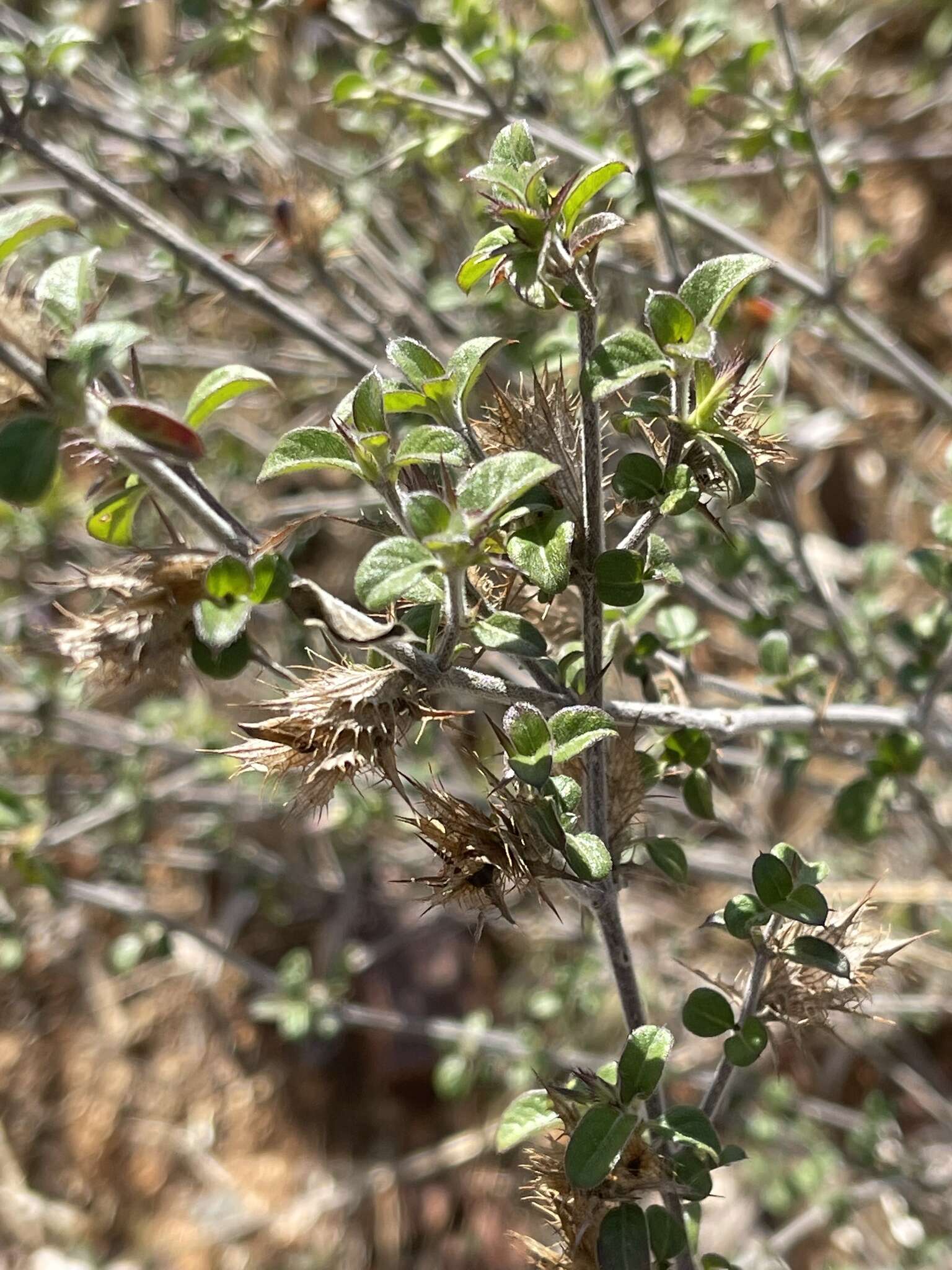 صورة Barleria saxatilis Oberm.