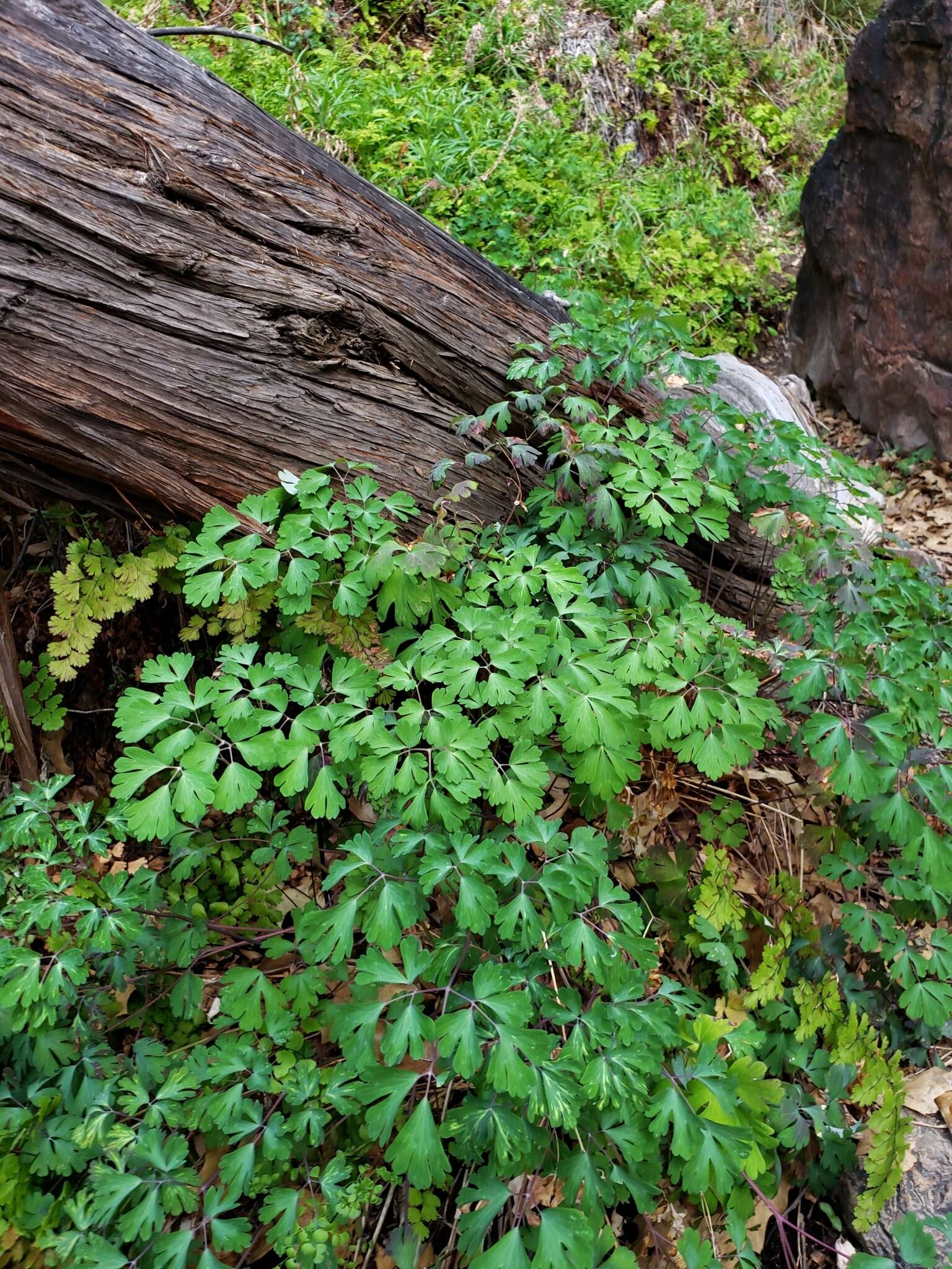 Image of longspur columbine