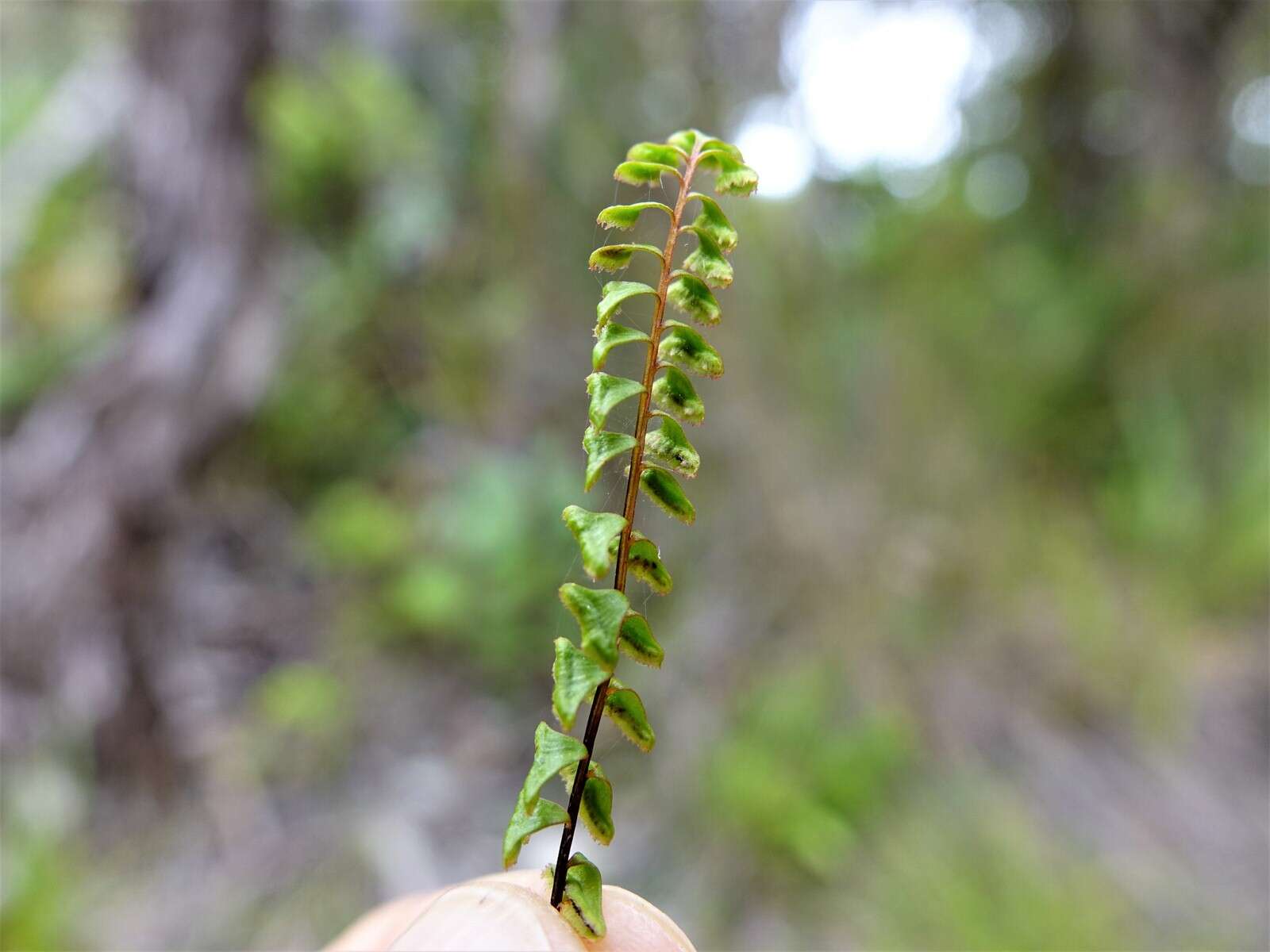 Image of Lindsaea linearis Sw.