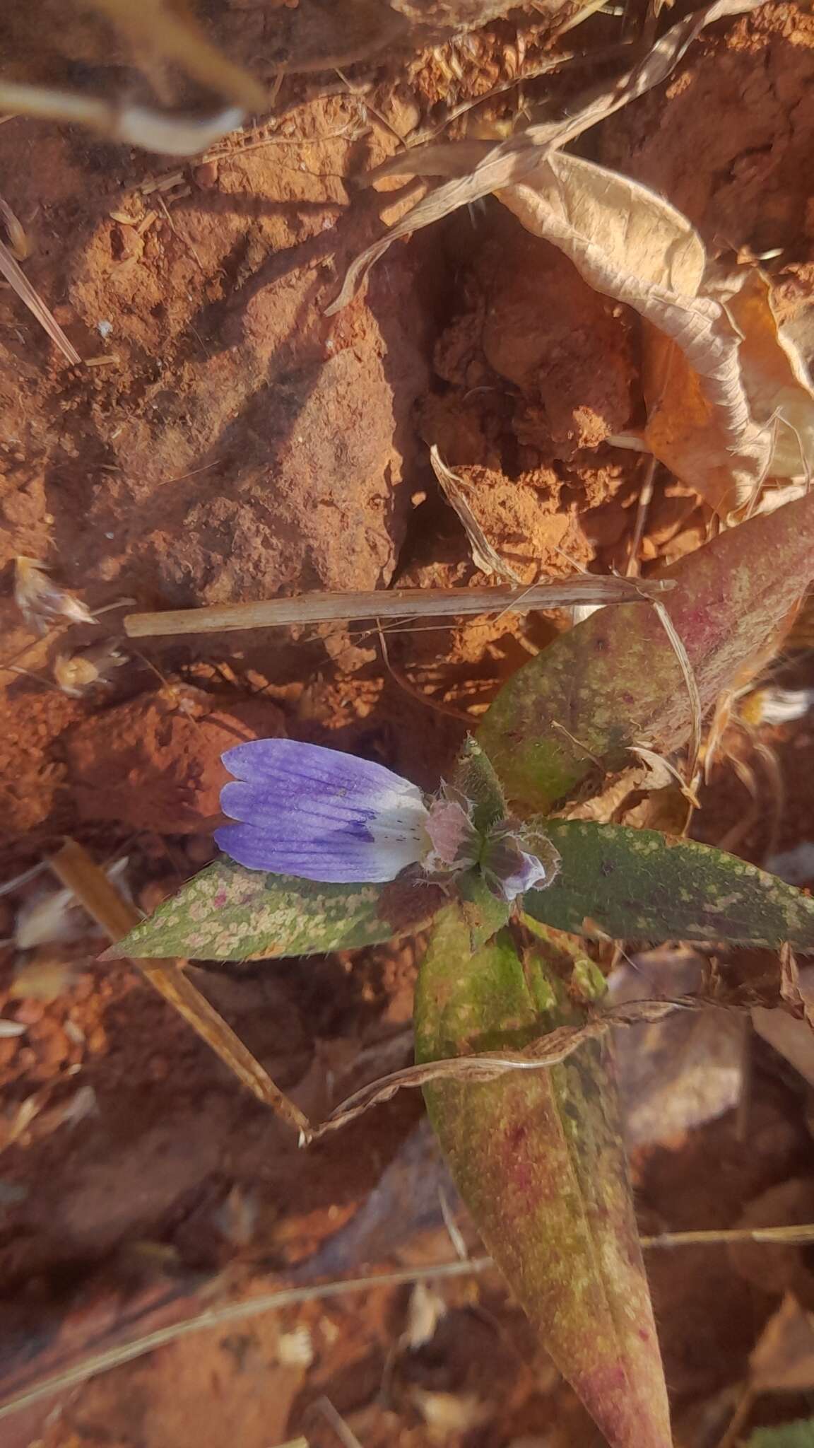 Cynarospermum asperrimum (Nees) K. Vollesen resmi